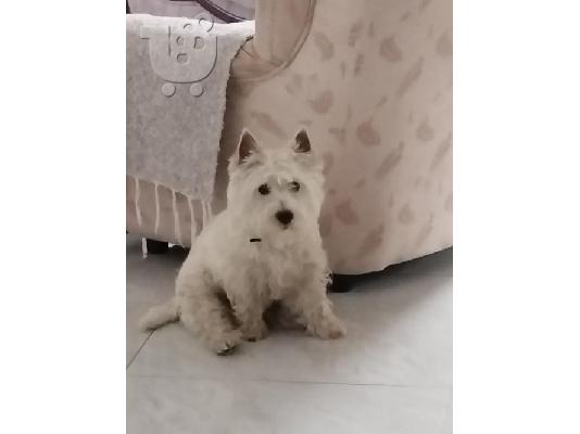 Αρσενικό Westie terrier